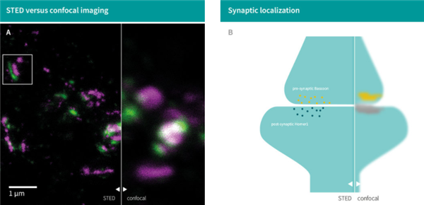 Synaptic Systems