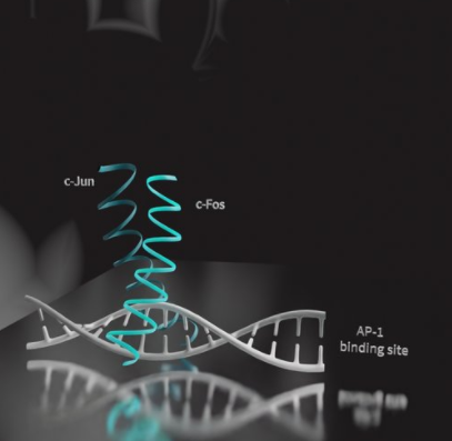 异二聚体bZIP转录因子c-Fos/c-Jun与DNA结合的图示