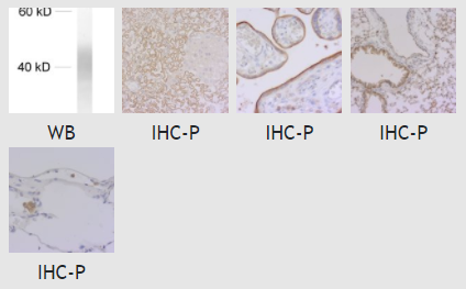 Synaptic Systems