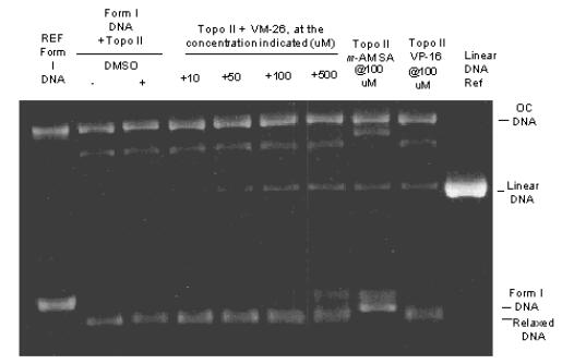 TopoGEN-TG1009.jpg