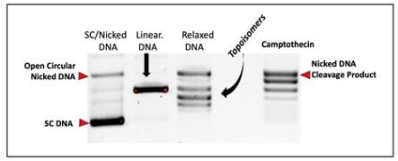 TG1015-1.jpg