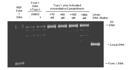 TopoGEN-TG1018-1.jpg