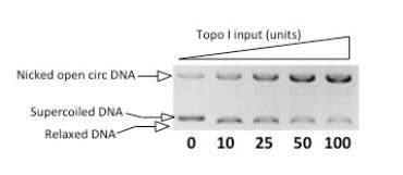 TopoGEN-TG1017-1.jpg