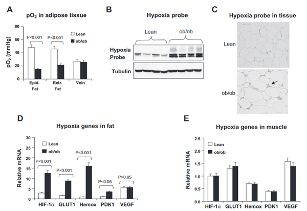 Hypoxyprobe-1 Kit-1.png