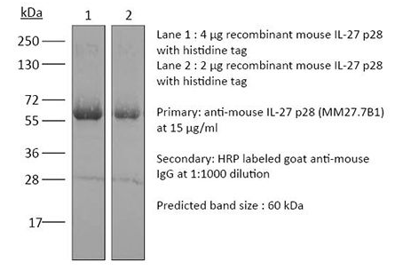 InVivoMAb anti-mouse IL-27 p28/InVivoMAb 抗小鼠 IL-27 p28