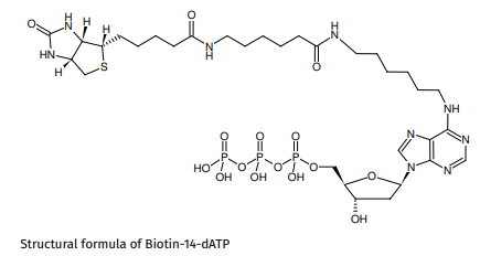 生物素标记14-dATP