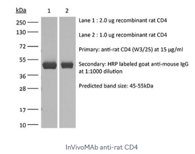 InVivoMAb抗大鼠CD4抗体