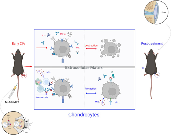 chondrocytes.png