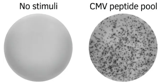 Mabtech -ELISpot途径：CMV人干扰素γ