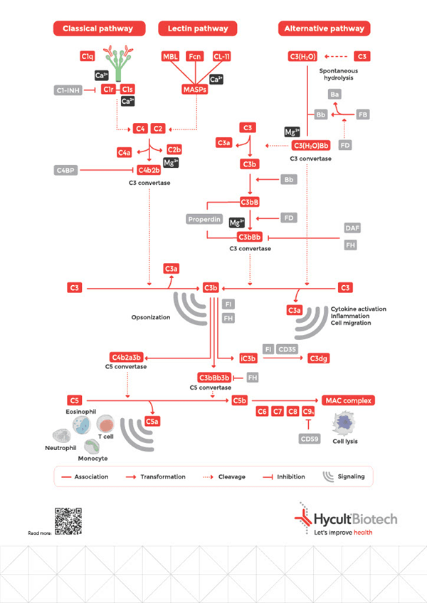 Complement-analysis-1.png