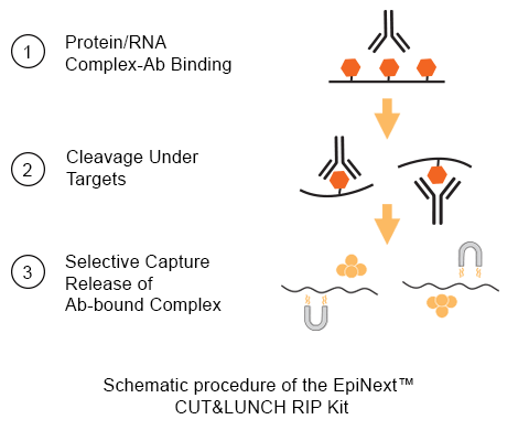 RNA Kit.png