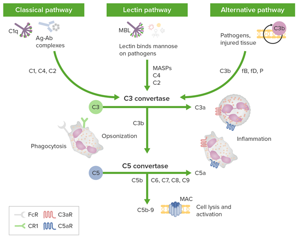 Complement system.png