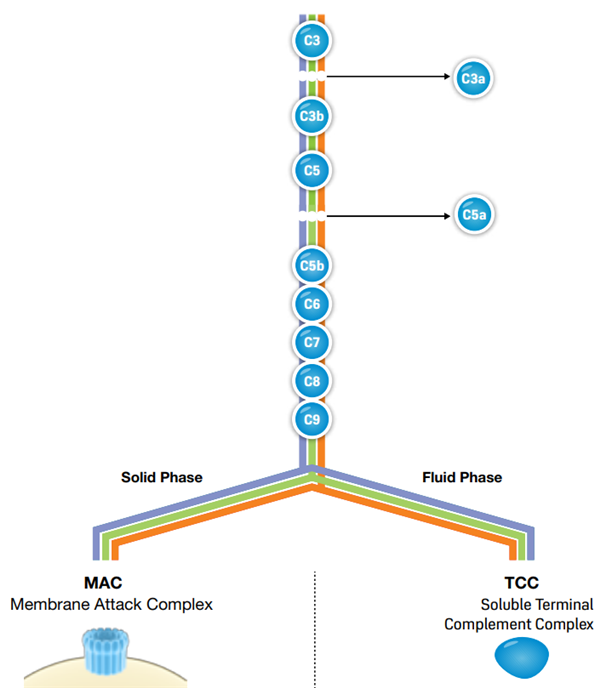 complement system.png