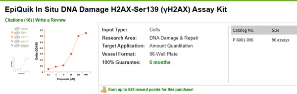 γH2AX-1.png