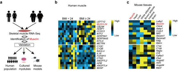 骨骼肌分泌因子Musclin在超重或肥胖患者的骨骼肌中显著高表达