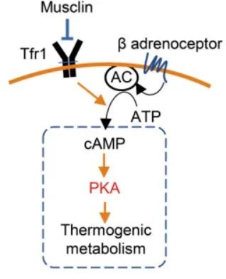 Musclin靶向Tfr1/cAMP/PKA信号抑制脂肪细胞产热代谢