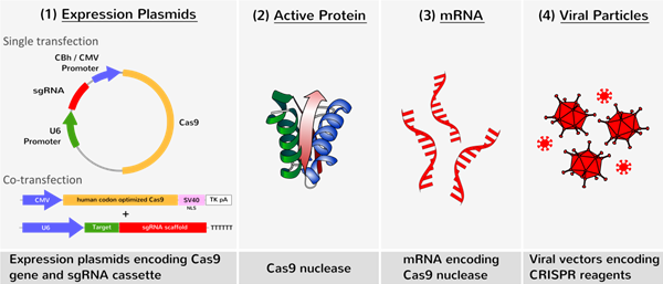 Cas9.png