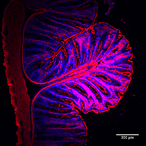 用SiR-Actin（红色）和Hoechst（蓝色）染色的结肠组织切片.png