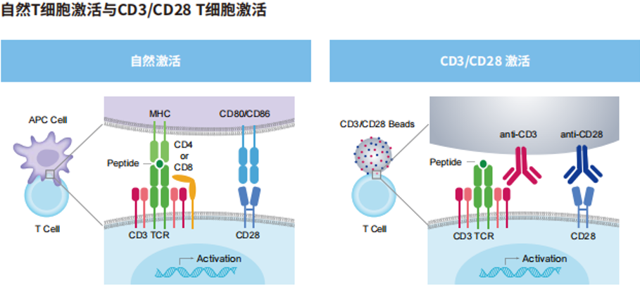 自然T细胞激活与CD3/CD28 T细胞激活