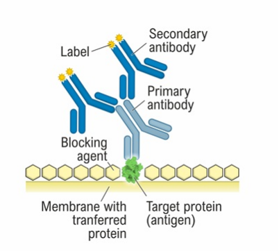 secondary antibody.png