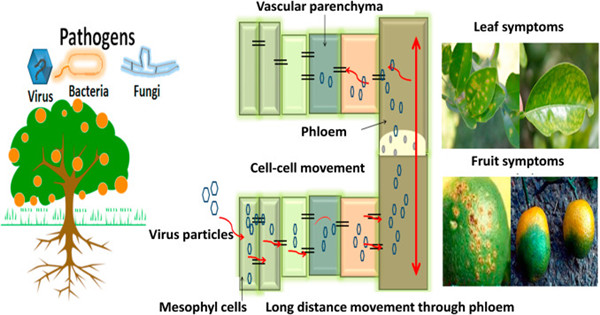 Plant-Pathogens.jpg