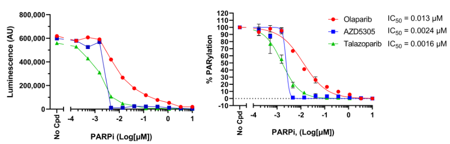 PARP抑制剂对HEK 293细胞中H2O2