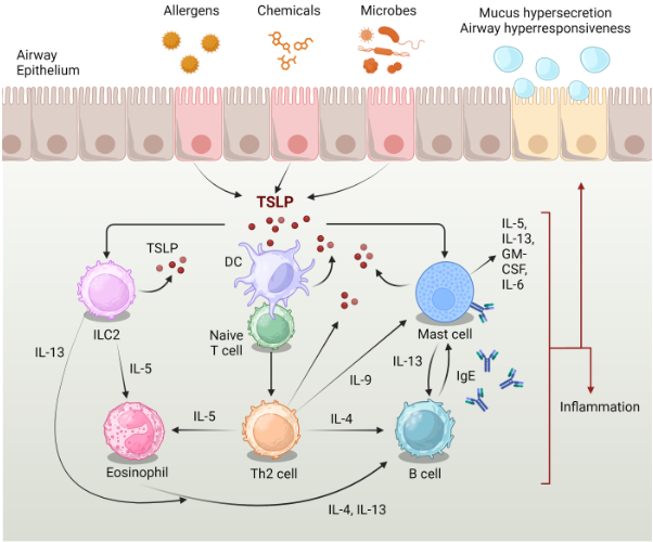 TSLP驱动哮喘中的Th 2炎症通路